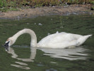  Trumpeter Swan (WWT Slimbridge August 2010) - pic by Nigel Key